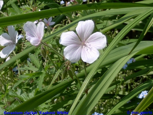 Geranium clarkei 'Kashmir White'